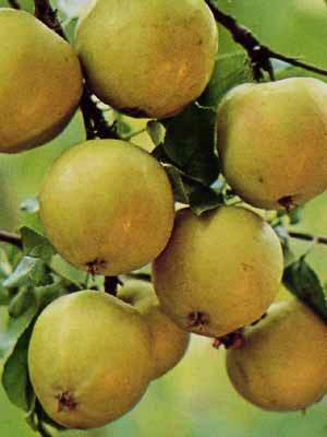 Apfel Grahams Jubiläumsapfel 3 Apfel Grahams Jubiläumsapfel