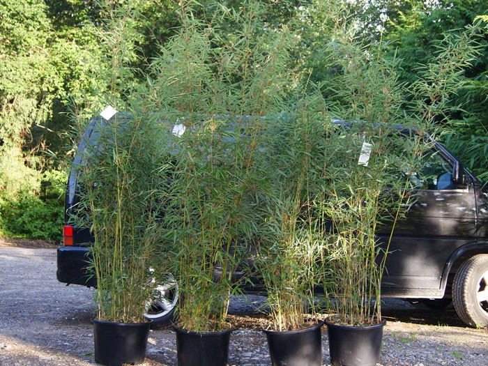 Fargesia Robusta 'Campbell', Großer Heckenbambus 4 Fargesia Robusta 'Campbell', Großer Heckenbambus - Image 2
