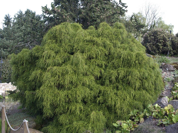 Chamaecyparis Pisifera 'Filifera Nana', Grüne Zwerg-Fadenzypresse 5 Chamaecyparis Pisifera 'Filifera Nana', Grüne Zwerg-Fadenzypresse - Image 3