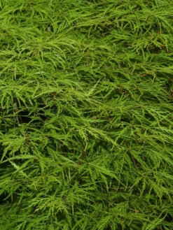 Acer Palmatum 'Dissectum', Grünblättriger Schlitzahorn