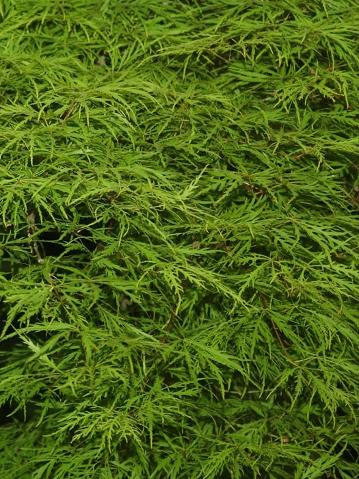 Acer Palmatum 'Dissectum', Grünblättriger Schlitzahorn 3 Acer Palmatum 'Dissectum', Grünblättriger Schlitzahorn