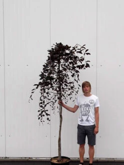 Fagus Sylvatica 'Purpurea Pendula', Schwarzrote Hängeblutbuche - Hochstamm 7 Fagus Sylvatica 'Purpurea Pendula', Schwarzrote Hängeblutbuche - Hochstamm -Gartenserien Laden haengeblutbuche hochstamm 1280x1280