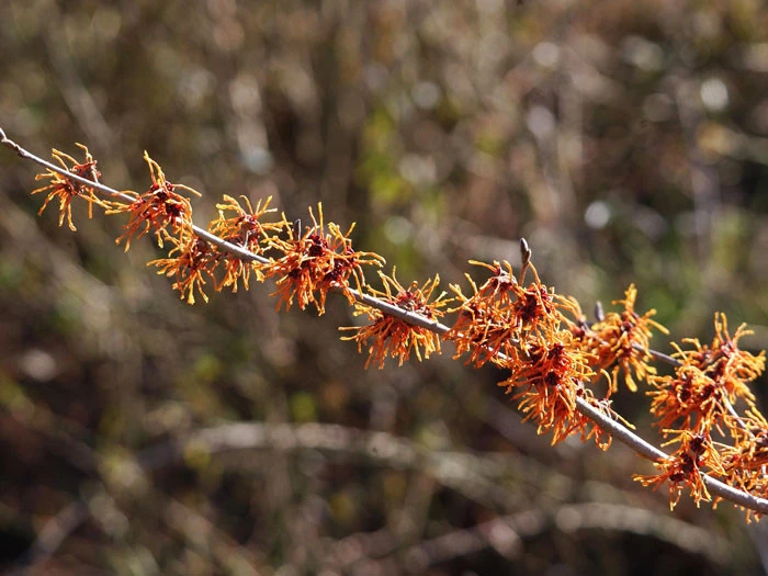 Hamamelis Intermedia 'Aphrodite', Zaubernuss 4 Hamamelis Intermedia 'Aphrodite', Zaubernuss - Image 2