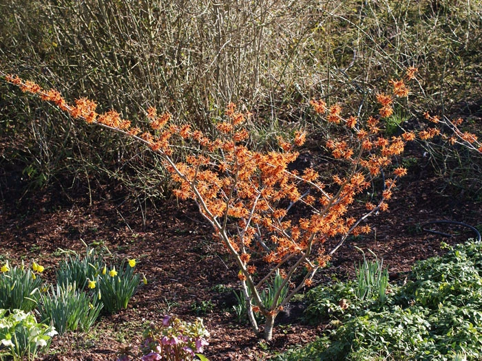 Hamamelis Intermedia 'Aphrodite', Zaubernuss 5 Hamamelis Intermedia 'Aphrodite', Zaubernuss - Image 3