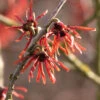 Hamamelis Intermedia 'Diane', Rote Zaubernuss