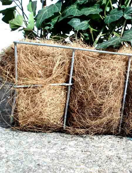 Hedera Helix 'Woerneri' - Immergrüner Efeu - XXL-Produkt 4 Hedera Helix 'Woerneri' - Immergrüner Efeu - XXL-Produkt - Image 2