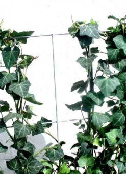 Hedera Helix 'Woerneri' - Immergrüner Efeu - XXL-Produkt 9 Hedera Helix 'Woerneri' - Immergrüner Efeu - XXL-Produkt -Gartenserien Laden hecke alm j3 78685 2 1280x1280