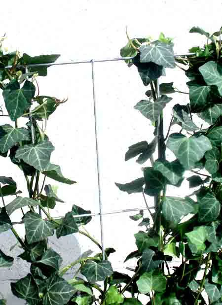 Hedera Helix 'Woerneri' - Immergrüner Efeu - XXL-Produkt 5 Hedera Helix 'Woerneri' - Immergrüner Efeu - XXL-Produkt - Image 3