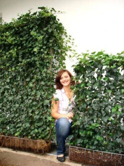 Hedera Helix 'Woerneri' - Immergrüner Efeu - XXL-Produkt