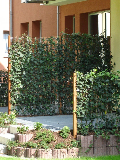 Hedera Helix 'Woerneri' - Immergrüner Efeu - XXL-Produkt 6 Hedera Helix 'Woerneri' - Immergrüner Efeu - XXL-Produkt - Image 4