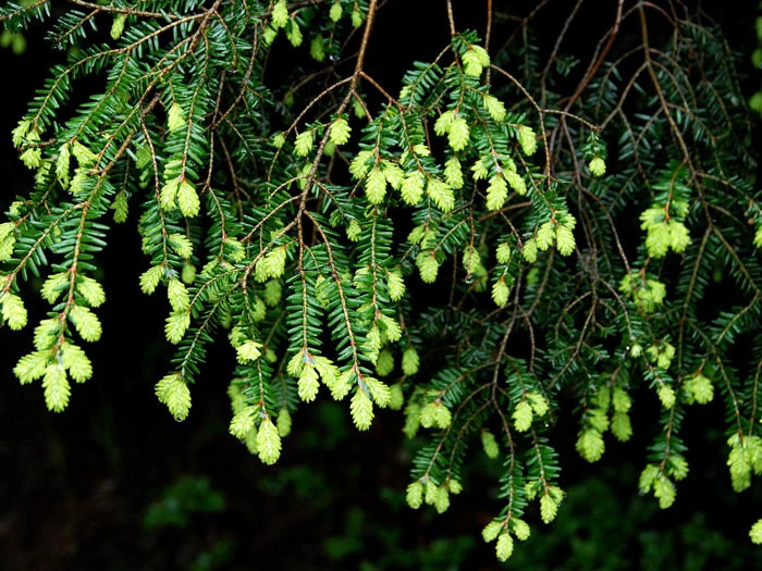 Tsuga Canadensis, Kanadische Hemlockstanne 5 Tsuga Canadensis, Kanadische Hemlockstanne - Image 3