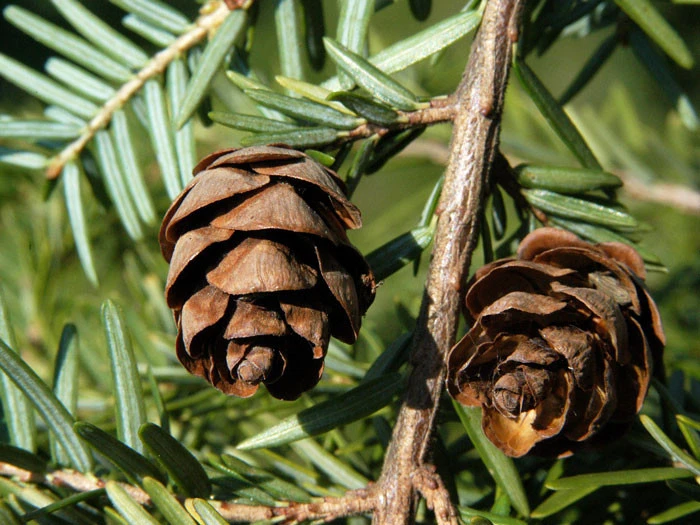 Tsuga Canadensis, Kanadische Hemlockstanne 6 Tsuga Canadensis, Kanadische Hemlockstanne - Image 4
