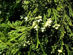 Thujopsis Dolabrata, Hibalebensbaum -Gartenserien Laden hibalebensbaum 1280x1280