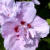 Hibiscus Syriacus 'Ardens', Hibiskus, Garteneibisch -Gartenserien Laden hibiscus ardens bluete 1280x1280