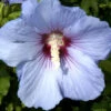 Hibiscus Syriacus 'Blue Bird', Hibiskus, Garteneibisch -Gartenserien Laden hibiskus blue bird 1280x1280