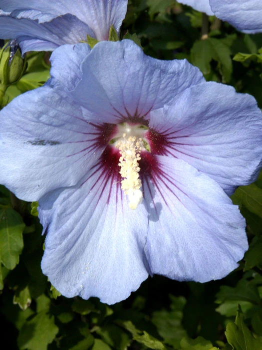 Hibiscus Syriacus 'Blue Bird', Hibiskus, Garteneibisch 3 Hibiscus Syriacus 'Blue Bird', Hibiskus, Garteneibisch