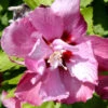 Hibiscus Syriacus 'Duc De Brabant', Hibiskus, Garteneibisch -Gartenserien Laden hibiskus duc de brabant 1280x1280