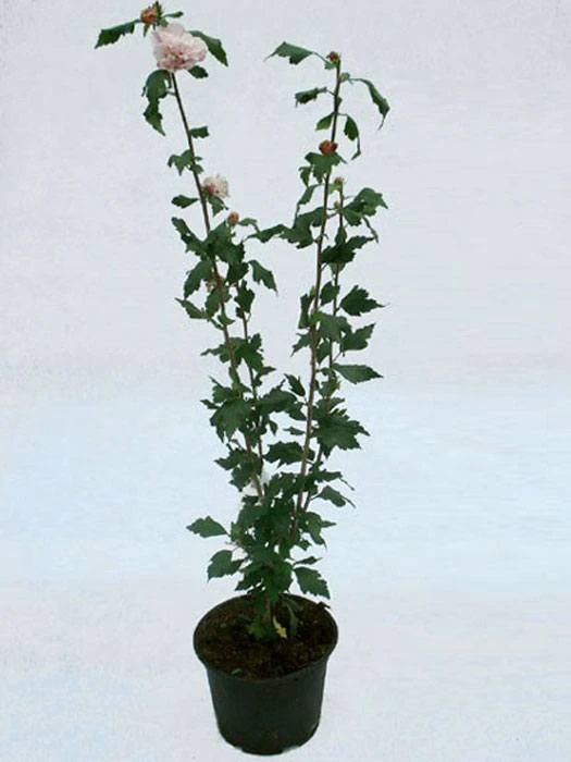 Hibiscus Syriacus 'Blue Bird', Hibiskus, Garteneibisch 5 Hibiscus Syriacus 'Blue Bird', Hibiskus, Garteneibisch - Image 3