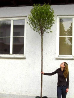 Prunus Fruticosa 'Globosa', Kugel-Kirsche - Hochstamm -Gartenserien Laden hochstamm prunus globosa 1280x1280