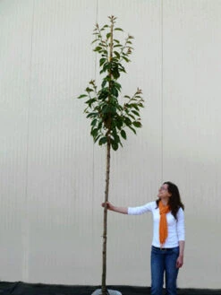Prunus Serrulata 'Kanzan', Japanische Nelkenkirsche - Hochstamm -Gartenserien Laden hochstamm prunus kanzan 1280x1280