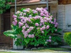 Hydrangea Arborescens 'Pink Annabelle', Ball-Hortensie -Gartenserien Laden hydrangea arborescens pink 1280x1280