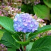 Hydrangea Macrophylla 'Bodensee' 1 Hydrangea Macrophylla 'Bodensee' -Gartenserien Laden hydrangea bodensee 1280x1280