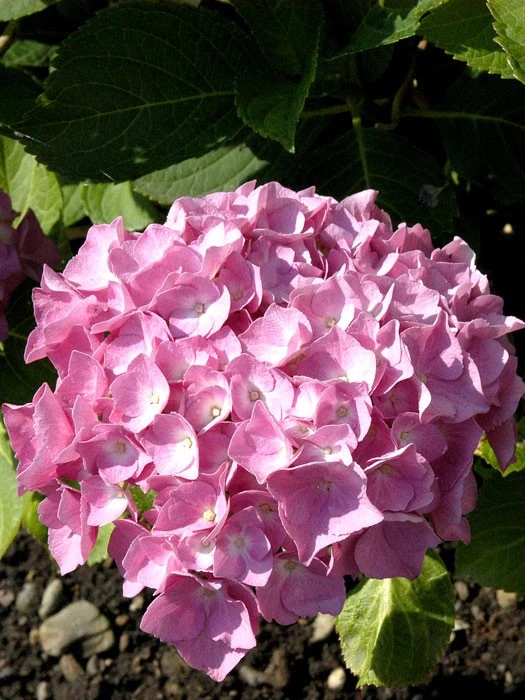 Hydrangea Macrophylla 'Bouquet Rose', Bauernhortensie 3 Hydrangea Macrophylla 'Bouquet Rose', Bauernhortensie
