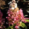 Hydrangea Paniculata 'Pinky Winky'® 1 Hydrangea Paniculata 'Pinky Winky'® -Gartenserien Laden hydrangea pinky winky 1280x1280