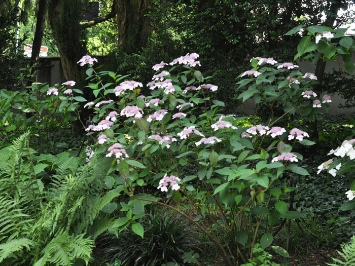 Hydrangea Serrata Acuminata, Teller-Hortensie 4 Hydrangea Serrata Acuminata, Teller-Hortensie - Image 2
