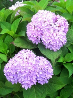 Hydrangea Macrophylla 'Endless Summer Rosa'® -Gartenserien Laden hydrangea endl summer 1 447 80368 2 1280x1280