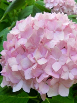 Hydrangea Macrophylla 'Endless Summer Rosa'® -Gartenserien Laden hydrangea endl summer 9 803 80368 1 1280x1280