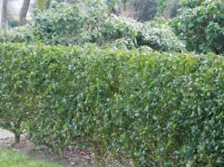 Ilex Meserveae Blue Prince, Stechpalme -Gartenserien Laden ilex blue prince hecke 1280x1280