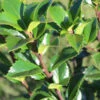 Ilex Meserveae 'Heckenfee', Stechpalme -Gartenserien Laden ilex heckenfee 1280x1280