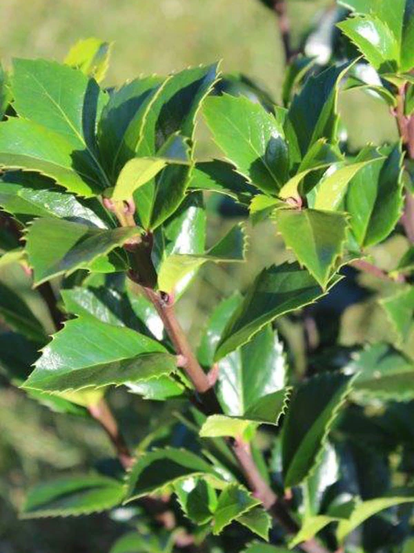 Ilex Meserveae 'Heckenfee', Stechpalme 3 Ilex Meserveae 'Heckenfee', Stechpalme