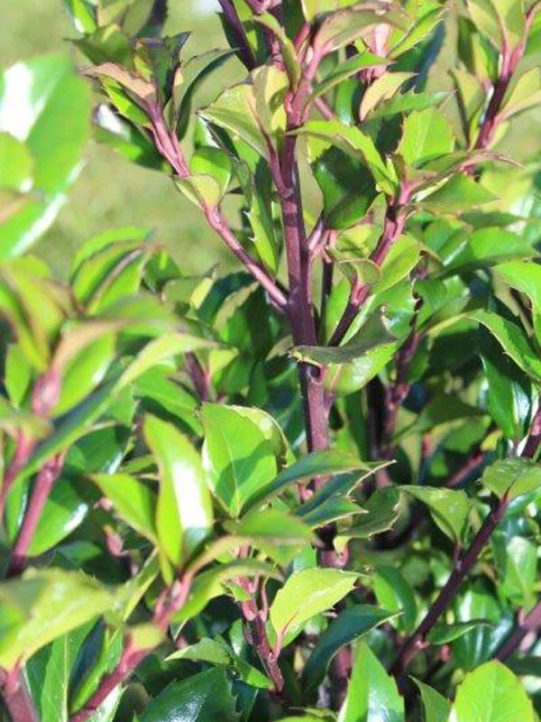 Ilex Meserveae 'Heckenstar', Stechpalme 3 Ilex Meserveae 'Heckenstar', Stechpalme