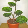 Ilex Crenata Green Hedge - Bonsai, XXL-Produkt -Gartenserien Laden ilex 80 100 1280x1280
