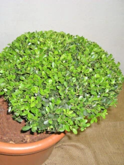 Ilex Crenata Green Hedge - Bonsai, XXL-Produkt -Gartenserien Laden ilex detail3 1280x1280