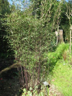 Fargesia Jiuzhaigou 'Deep Purple', Jade Bambus, Rothalmiger Schirm-Bambus -Gartenserien Laden jade bambus deep purple 1280x1280