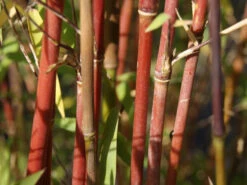 Fargesia Jiuzhaigou, Jade Bambus, Rothalmiger Schirm-Bambus -Gartenserien Laden jade bambus 1280x1280