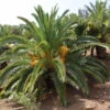 Kanarische Dattelpalme, Phoenix Canariensis 1 Kanarische Dattelpalme, Phoenix Canariensis -Gartenserien Laden kanarische dattelpalme 1280x1280