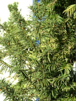 Taxus Baccata 'Overeynderi' -Gartenserien Laden kegel eibe 1280x1280