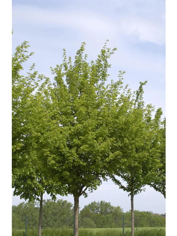 Acer Campestre 'Elsrijk', Kegel-Feldahorn - Hochstamm 3 Acer Campestre 'Elsrijk', Kegel-Feldahorn - Hochstamm