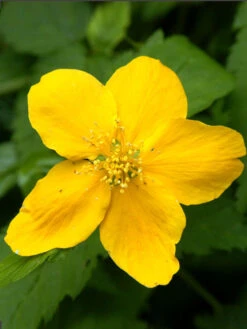 Kerria Japonica, Ranunkelstrauch, Goldröschen