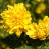 Kerria Japonica 'Pleniflora', Gefüllter Ranunkelstrauch -Gartenserien Laden kerria pleniflora bluete55599439f1efd 1280x1280