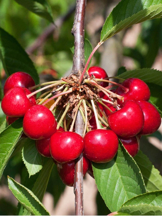 Süßkirsche Burlat 3 Süßkirsche Burlat