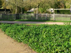 Prunus Laurocerasus 'Mount Vernon', Bodendecker-Kirschlorbeer 9 Prunus Laurocerasus 'Mount Vernon', Bodendecker-Kirschlorbeer -Gartenserien Laden kirschlorbeer mount vernon 1280x1280