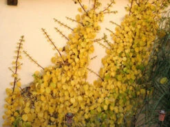 Hydrangea Petiolaris, Kletterhortensie -Gartenserien Laden kletterhortensie 1280x1280