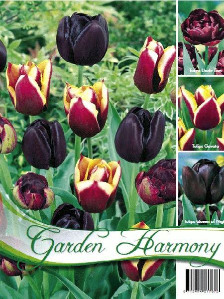 Kollektion Schwarze Tulpen (Art.Nr. 598202) 3 Kollektion Schwarze Tulpen (Art.Nr. 598202)