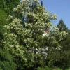 Robinia Pseudoacacia 'Tortuosa', Korkenzieher-Robinie 2 Robinia Pseudoacacia 'Tortuosa', Korkenzieher-Robinie -Gartenserien Laden korkenzieher robinie baum 1280x1280