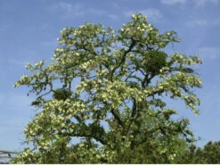 Robinia Pseudoacacia 'Tortuosa', Korkenzieher-Robinie -Gartenserien Laden korkenzieher robinie krone 1280x1280